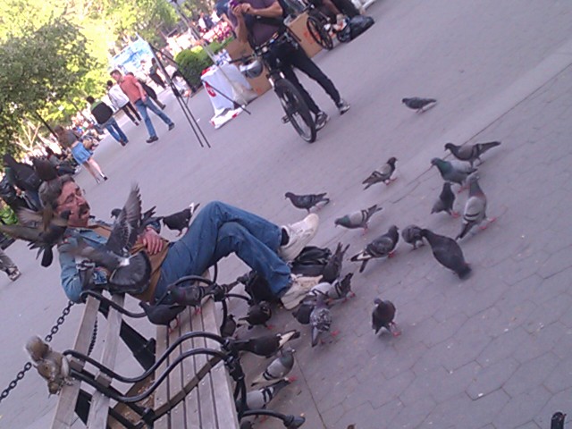 this guy knew some pigeons by name for instance here fluffy fluffy