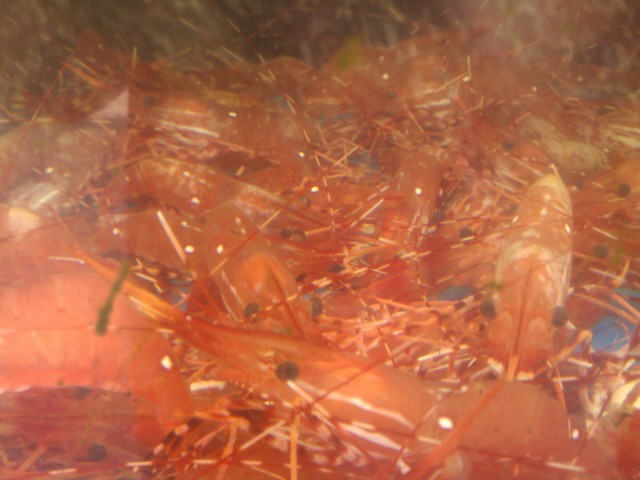 Shrimp Shoot 07