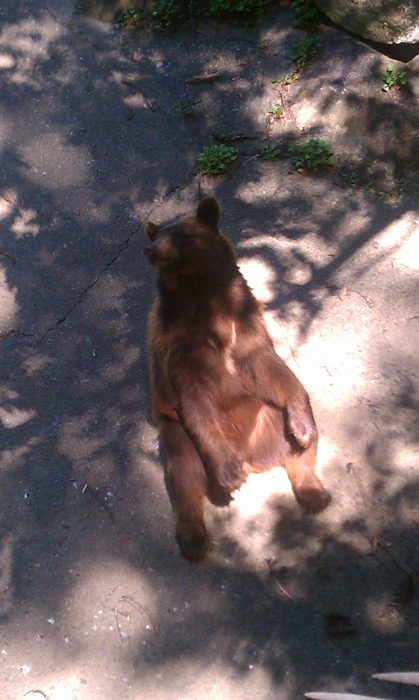 appalachian trail bear harriman parks 03