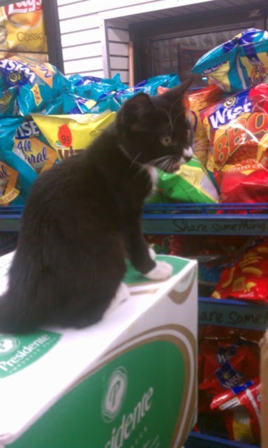 bodega kittens 1