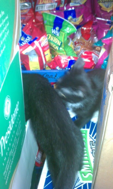 bodega kittens 10