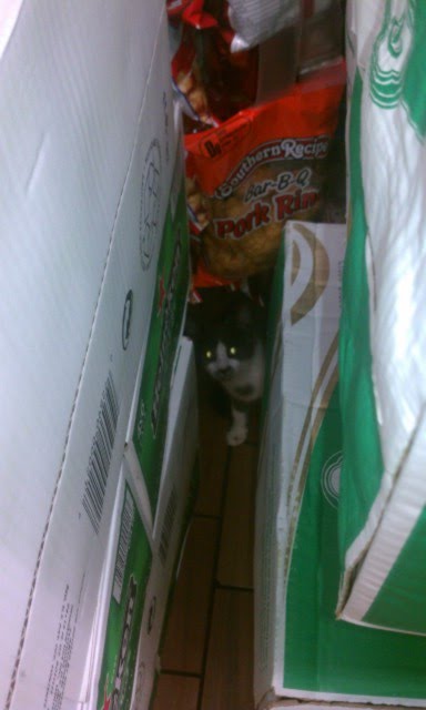 bodega kittens 8