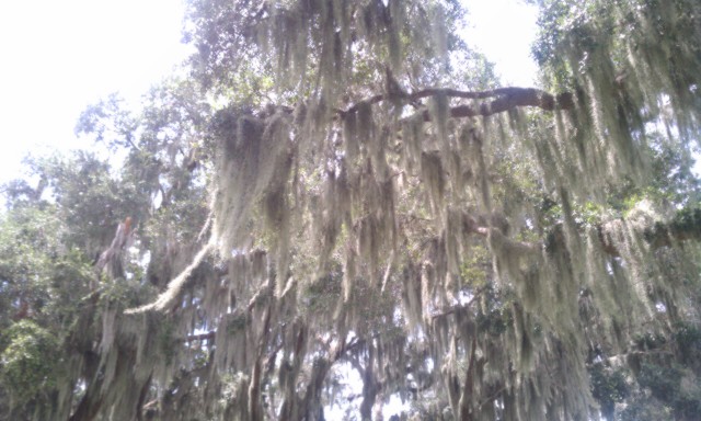 florida spanish moss