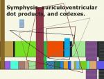 Symphysis, auriculoventricular dot products, and codexes.