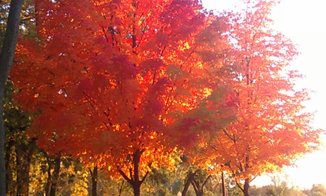 minneapolis fall trees