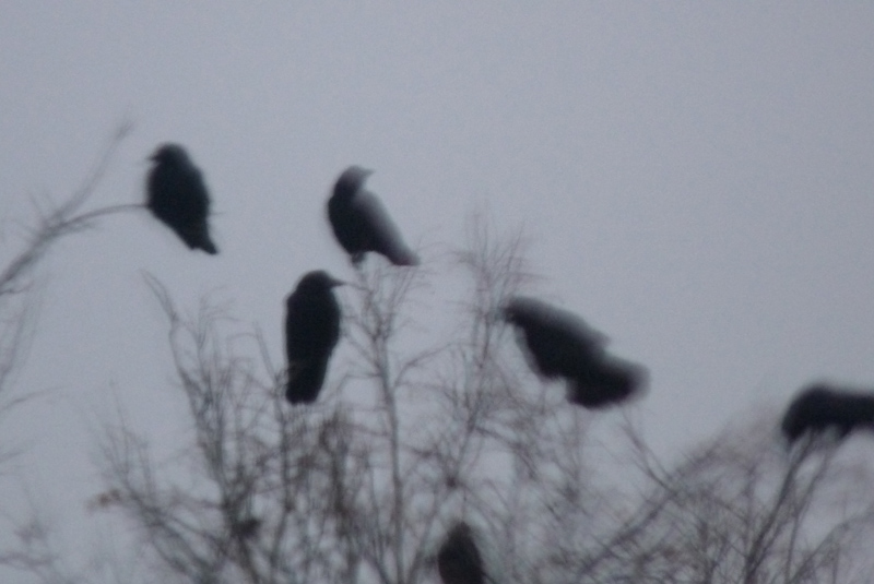 minneapolis mega murder crows 8