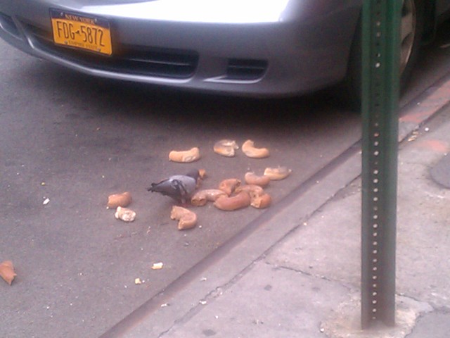 pigeon bagels 1