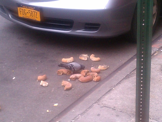 pigeon bagels 2