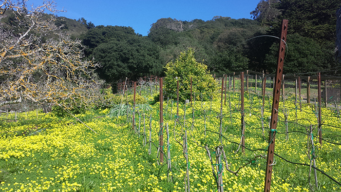 vines and clovers in el cerrito, late winter