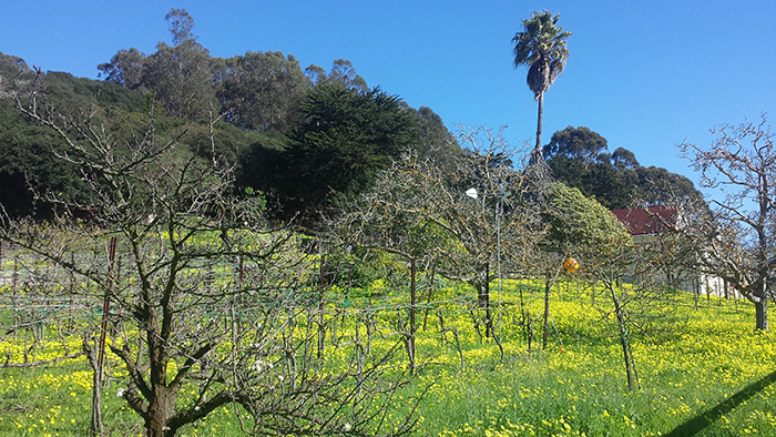 vines and clovers in el cerrito, late winter